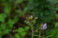 Murdannia loriformis